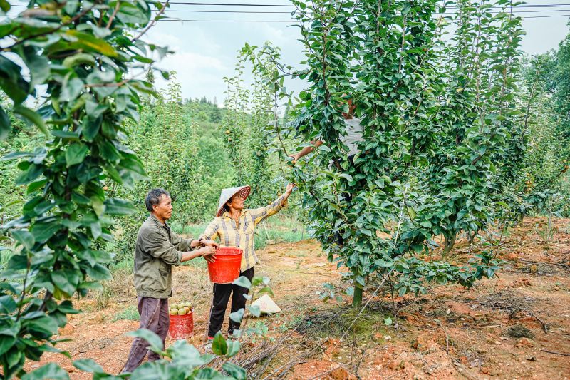 江西万载：梨园丰收采摘忙