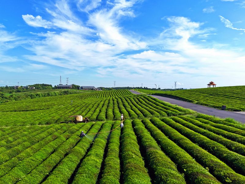 赣江新区：茶园夏管促丰产