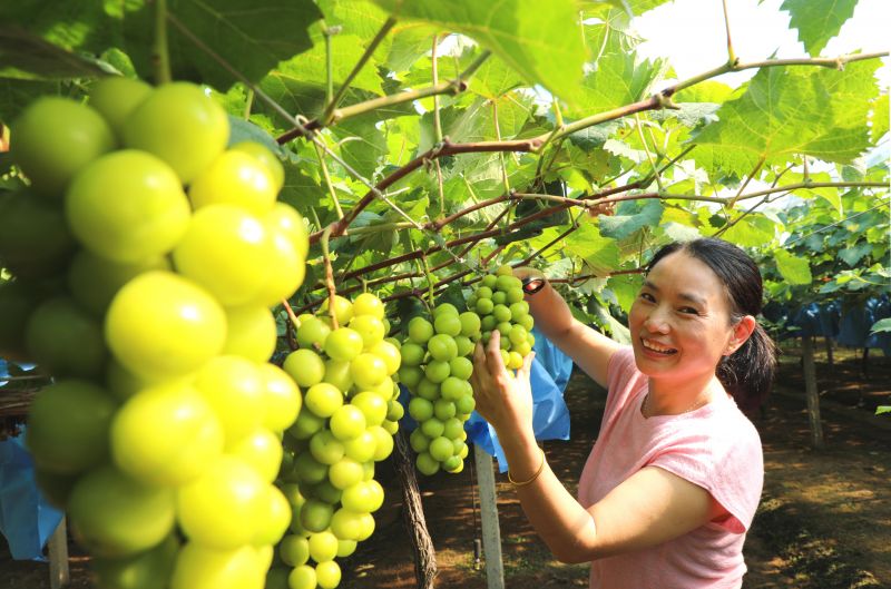 江西泰和：田园采摘乐趣多