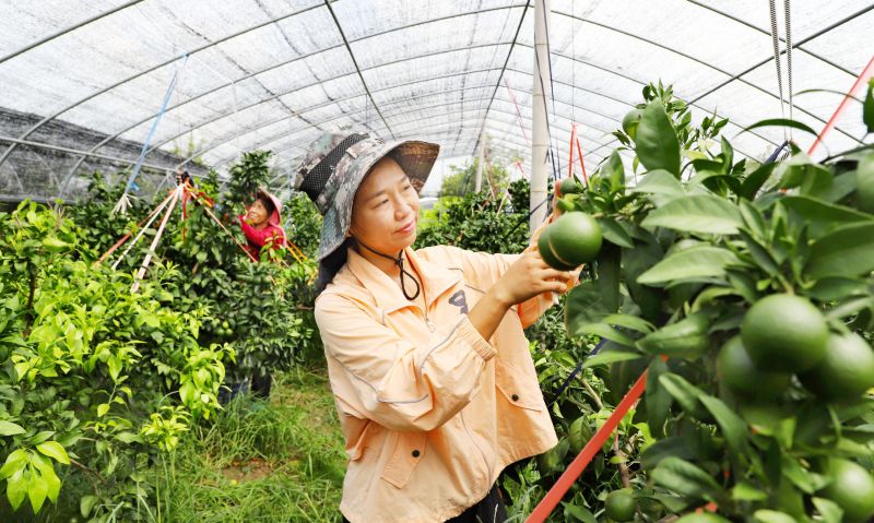 江西新余：柑橘园里忙夏管