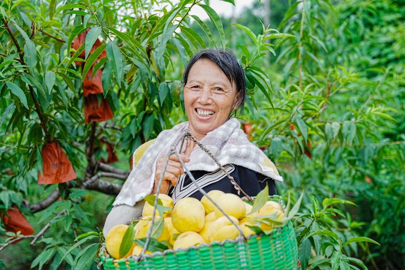 江西万载：盛夏桃林满园香