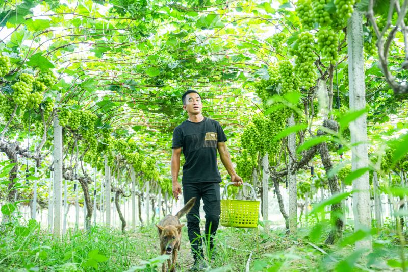 江西万载：葡萄丰收香满园