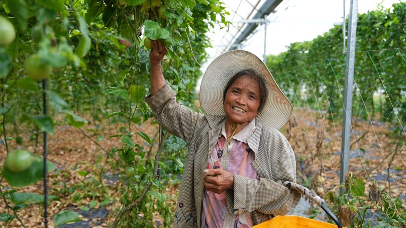 江西永丰：百香果迎丰收 “金果”飘香产业兴