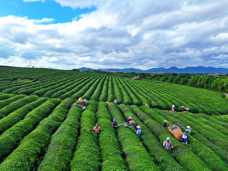 赣江新区：机械采茶忙