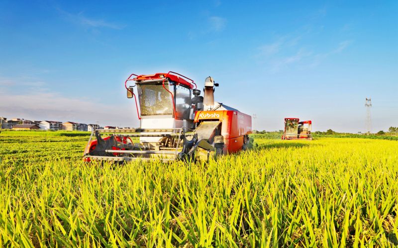 江西新余：15万亩再生稻丰收