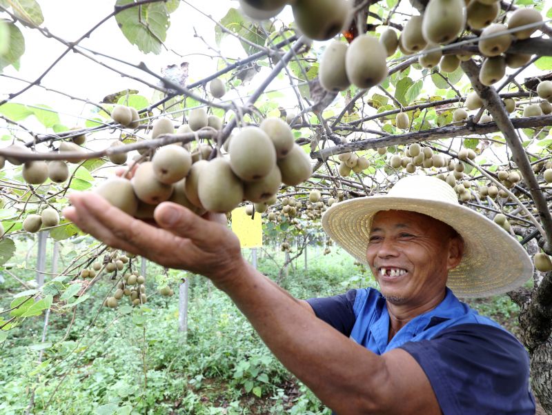 江西分宜：果农疏果忙