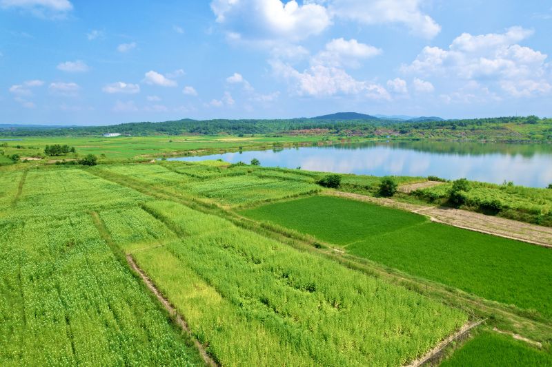 江西泰和：小芝麻 大产业