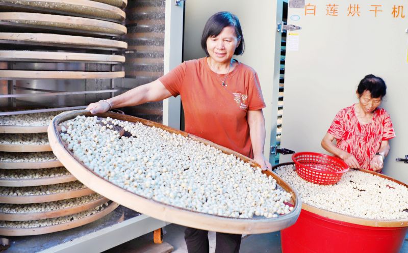 江西新余：“太空莲子”加工忙