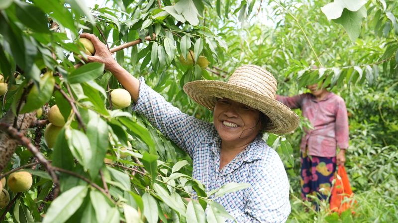 江西永丰：脆蜜青桃错峰成熟 “甜蜜产业”促农增收