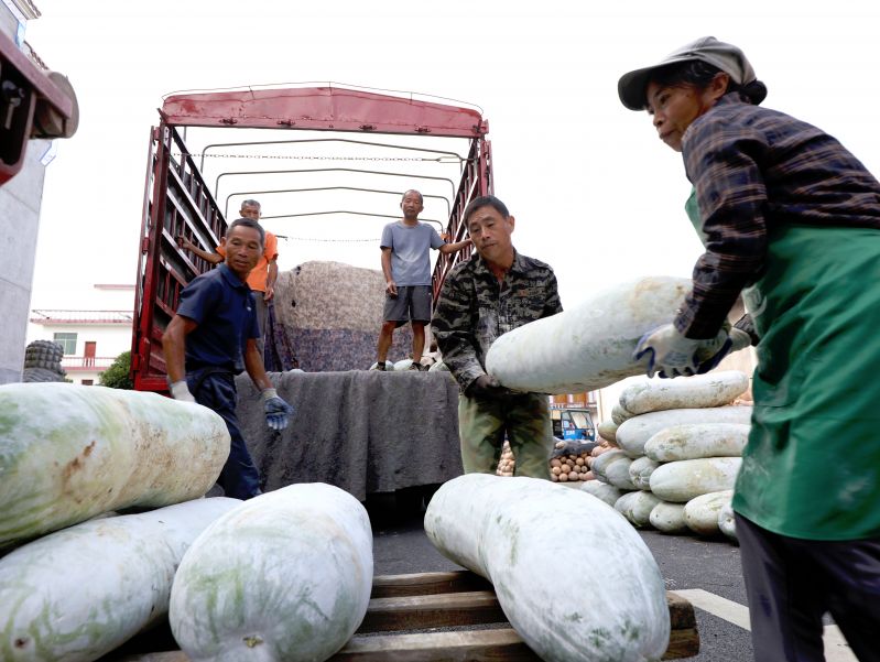 江西分宜：冬瓜喜丰收