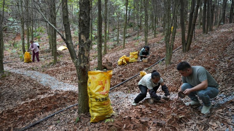 江西永丰：楠木林下育灵芝