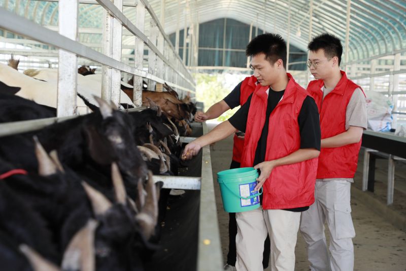 江西金溪：“稻羊”养殖新模式 铺就增收致富路