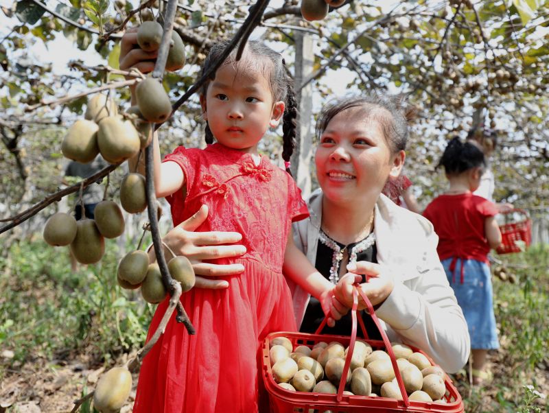 江西分宜：猕猴桃喜丰收