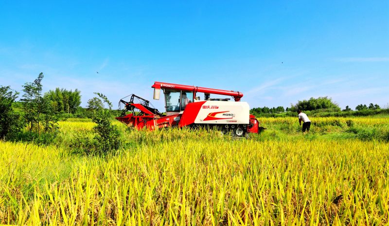 江西新余：中稻丰收收割忙