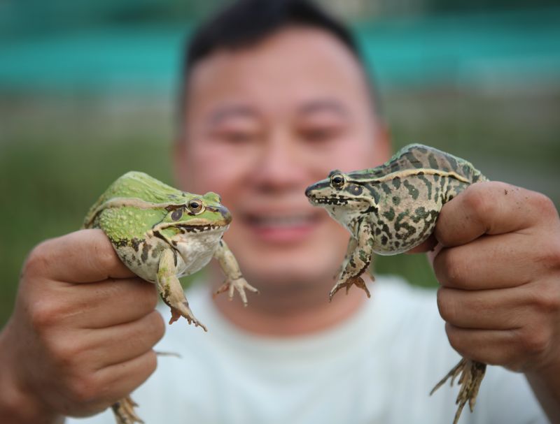 江西宜春：稻蛙共养促增收