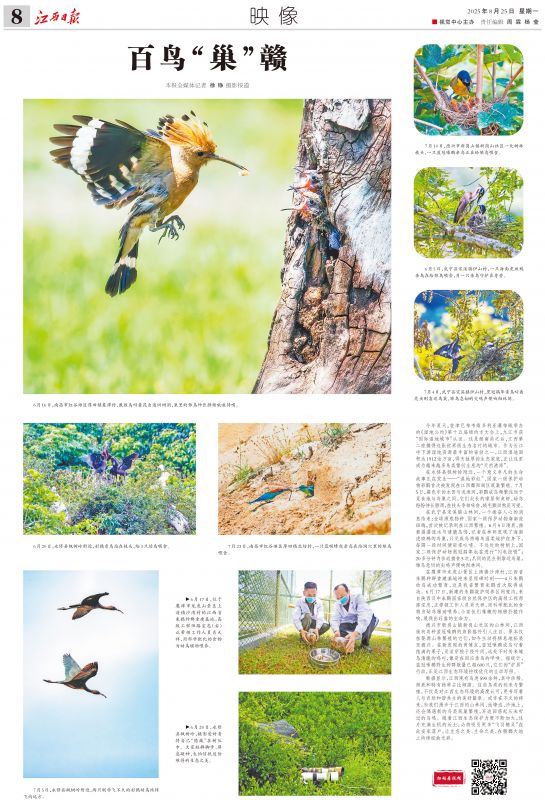 百鸟“巢”赣
