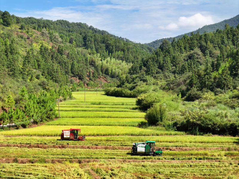 江西泰和：抢收秋粮