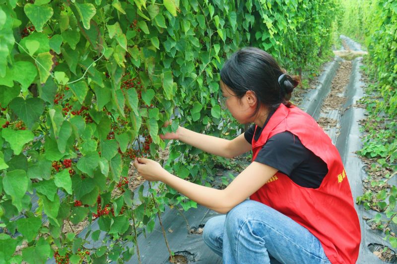 江西万安：中药产业促振兴