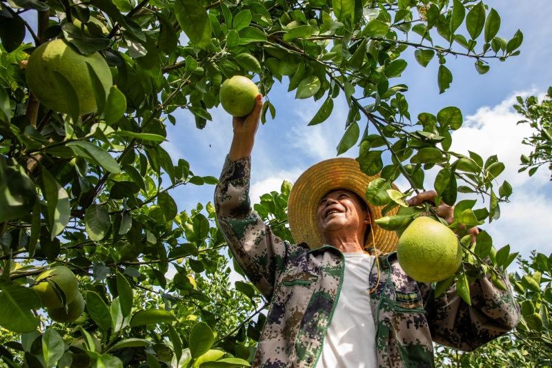 江西宜春：金兰柚丰收