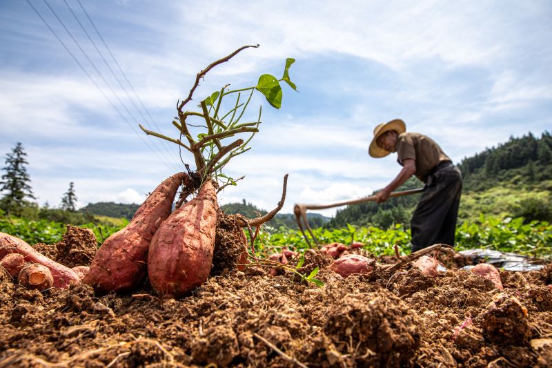 江西宜春：红薯采收忙