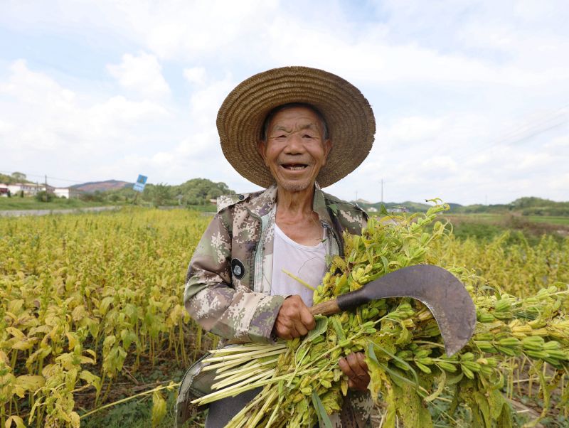 江西分宜：芝麻收获正当时