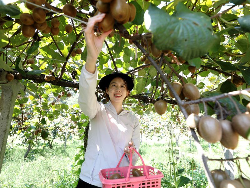 江西分宜：高山猕猴桃助农增收