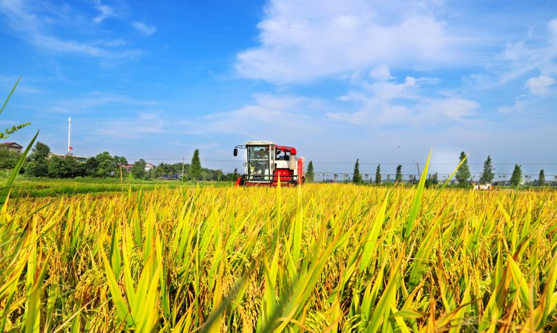 江西新余：中稻迎丰收