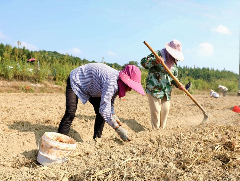 江西分宜：种藠头 促增收