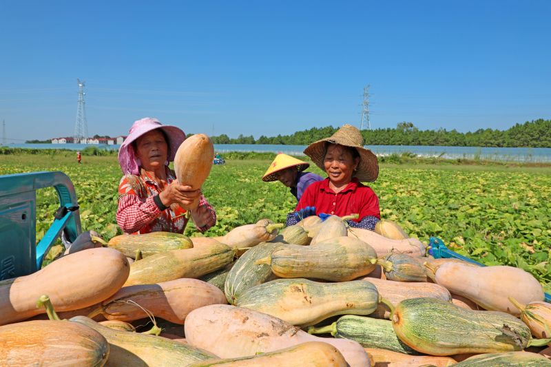 江西泰和：采收南瓜助增收