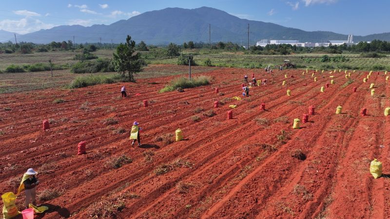 江西永丰：甘薯地里“掘金”忙