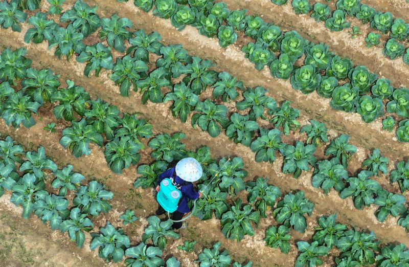 江西泰和：蔬菜管护忙