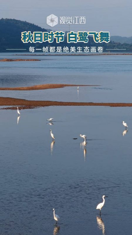 秋日时节 白鹭飞舞
