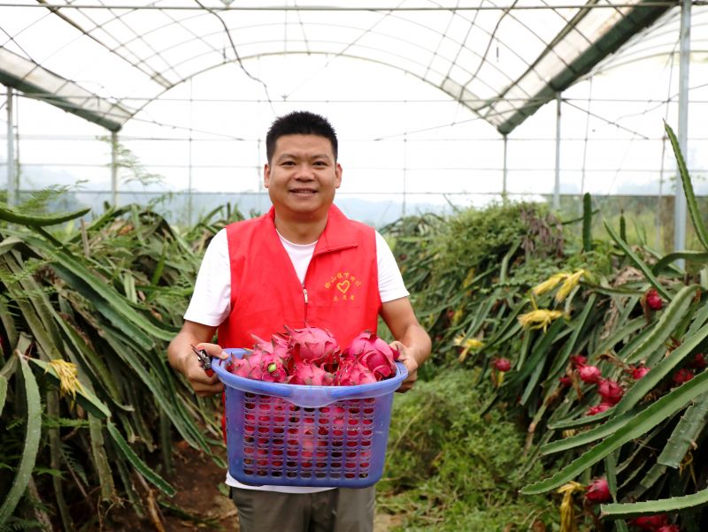 江西分宜：志愿者助农采摘火龙果