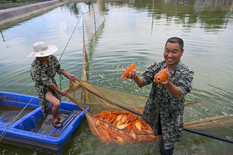 江西婺源：金秋鱼市旺 红鲤跃出致富路