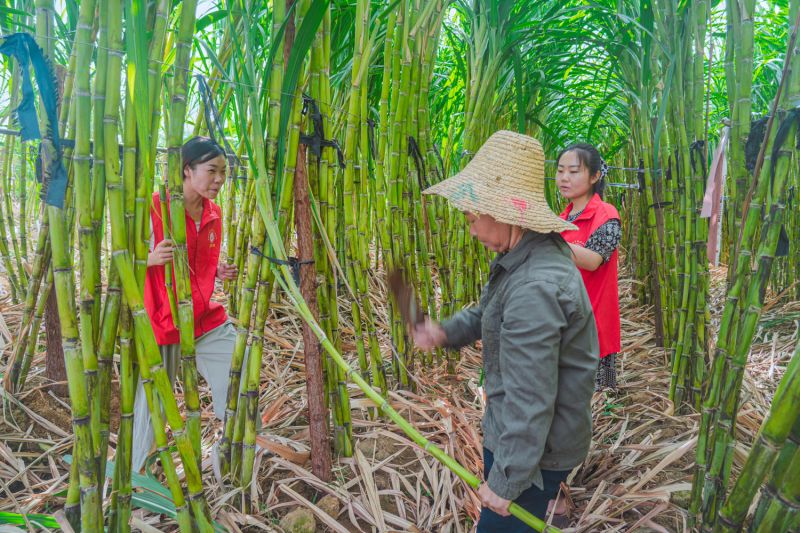 江西峡江：志愿红助甘蔗丰收 甜蜜产业促乡村振兴