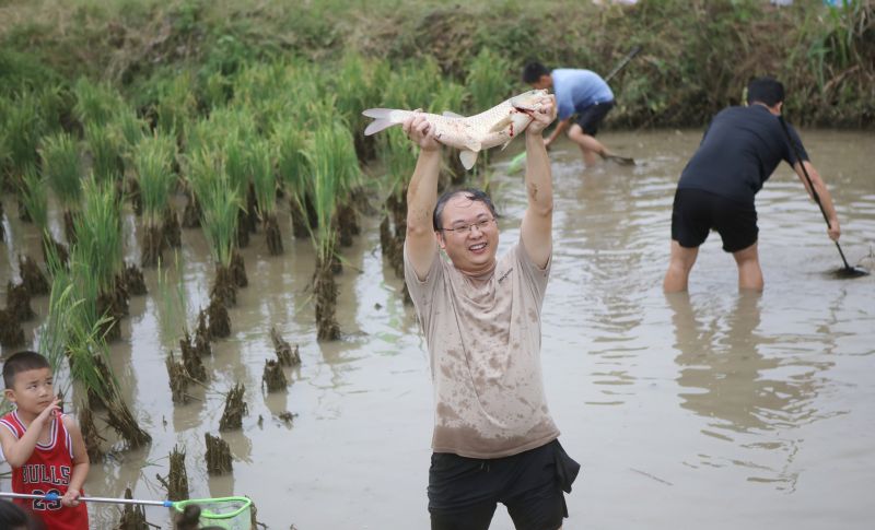 江西宜春：稻花香里捕鱼忙