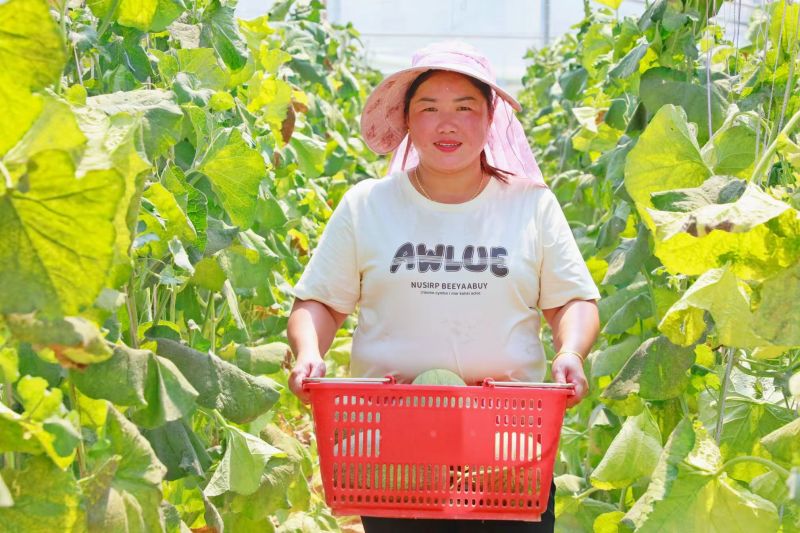 江西金溪：瓜田丰收 反哺乡邻