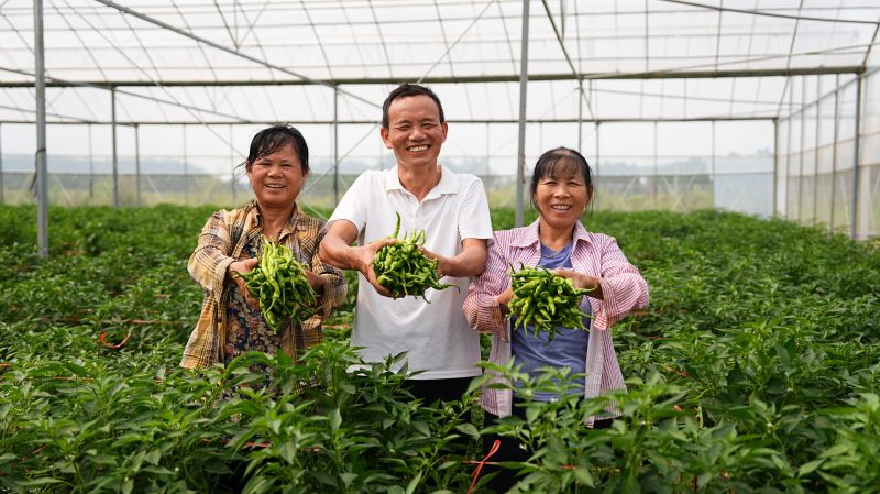 江西永丰：秋延后辣椒提早上市 保障节日“菜篮子”供应