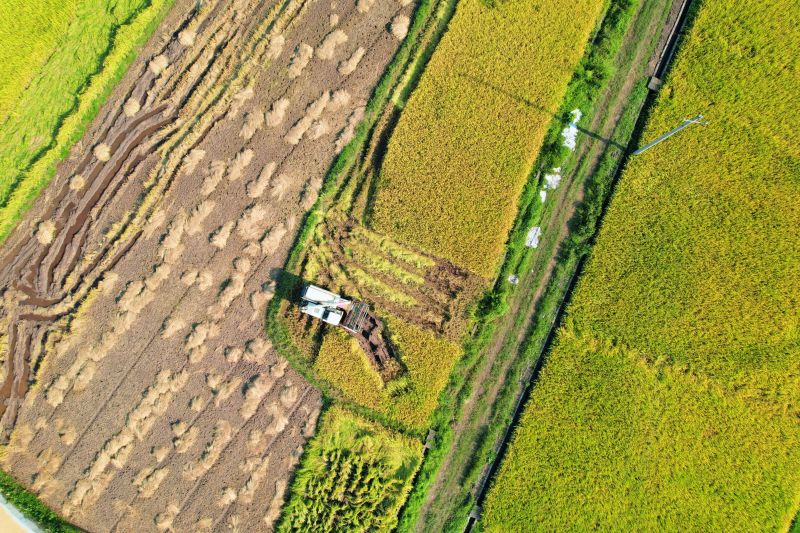 江西泰和：中稻抢收忙