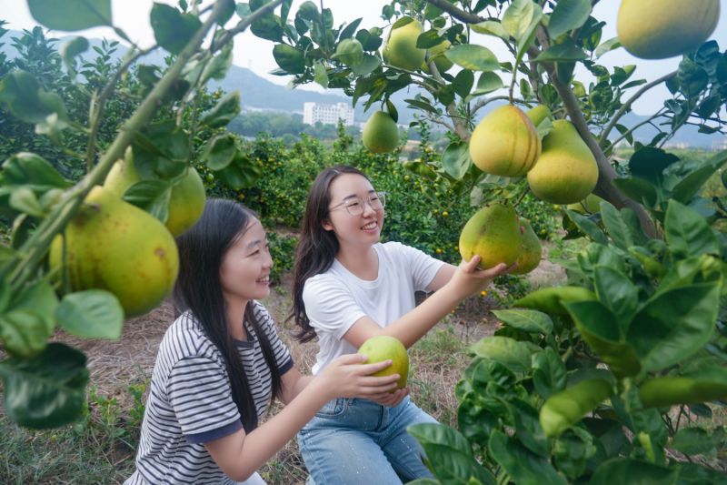江西峡江：柚果满枝采摘忙 农旅融合迎客来