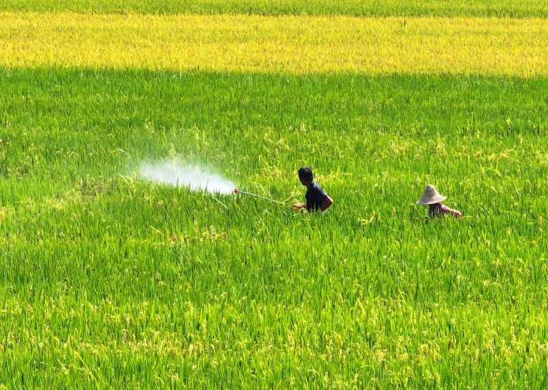 江西泰和：晚稻管护保丰收