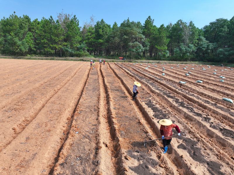 江西泰和：田间施肥备秋种