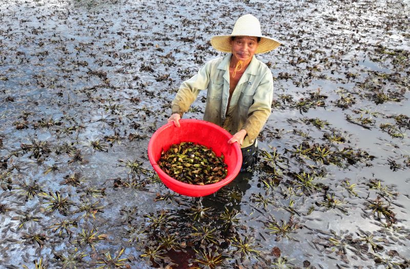 江西泰和：采收菱角助增收