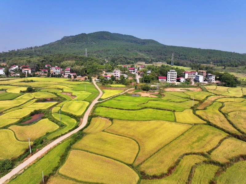 江西泰和：沃野流金美如画