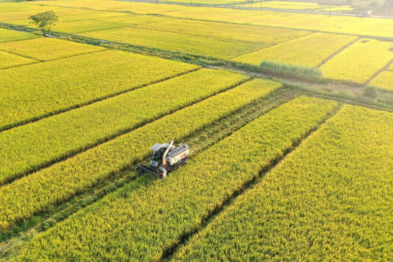 江西上高：晚稻收割忙
