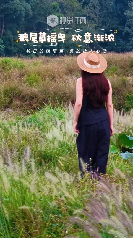狼尾草摇曳 秋意渐浓