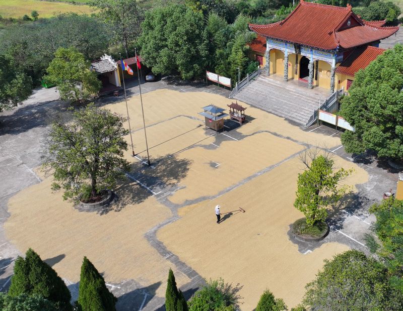 江西泰和：晾晒稻谷