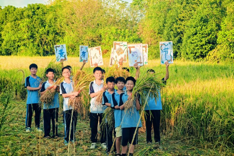 江西泰和：走进田间课堂 体验水稻收割