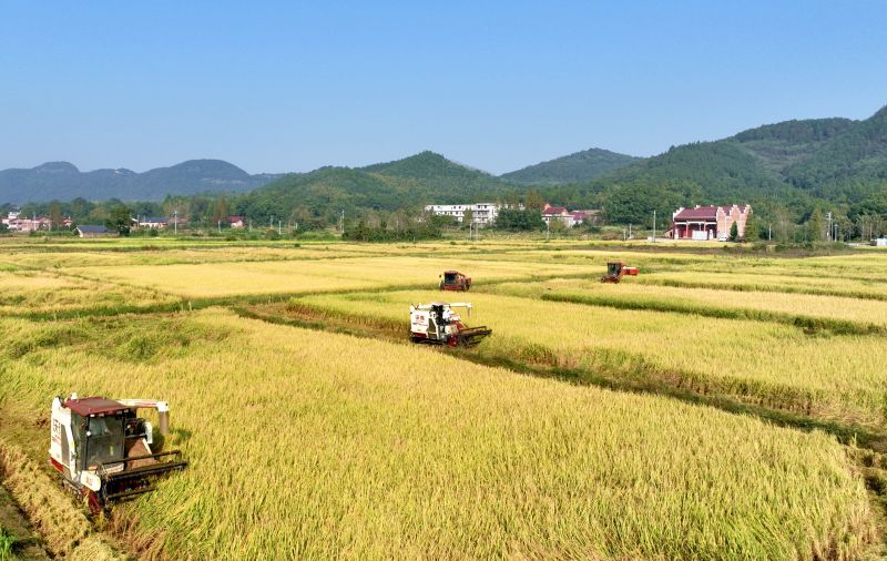 江西分宜：晚稻收割忙