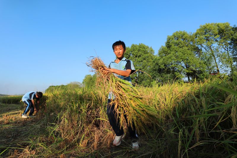 江西泰和：田间劳动教育课  体验收割水稻